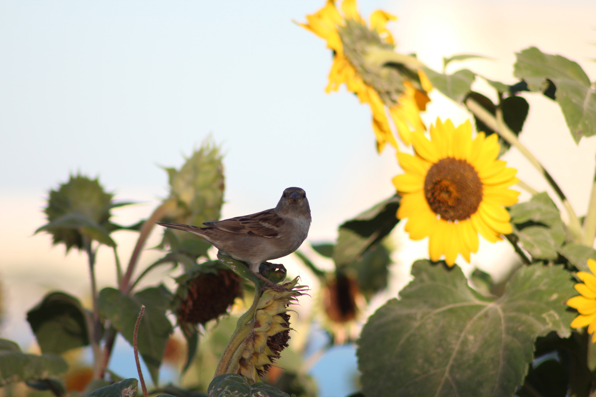 Canon EOS 650D (EOS Rebel T4i / EOS Kiss X6i) sample photo. Small bird on sunflower photography