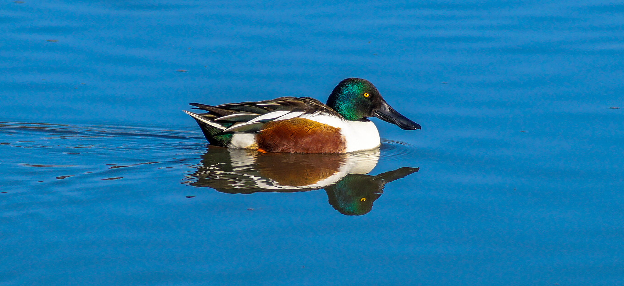 Sony SLT-A58 + Sony DT 55-200mm F4-5.6 SAM sample photo. Northern shoveler (male) photography