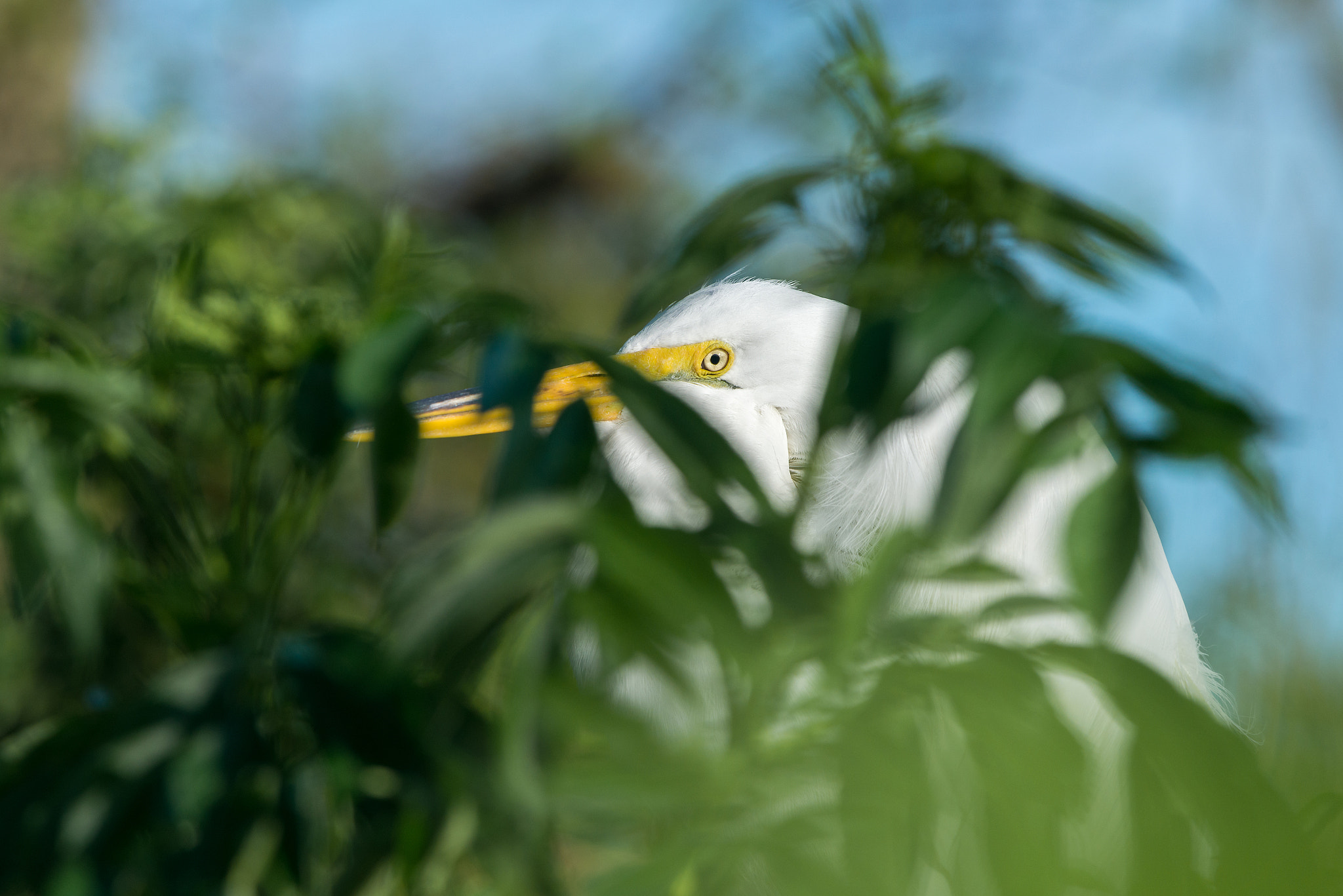 Nikon Nikkor AF-S 300mm F4E PF ED VR sample photo. Hidden photography
