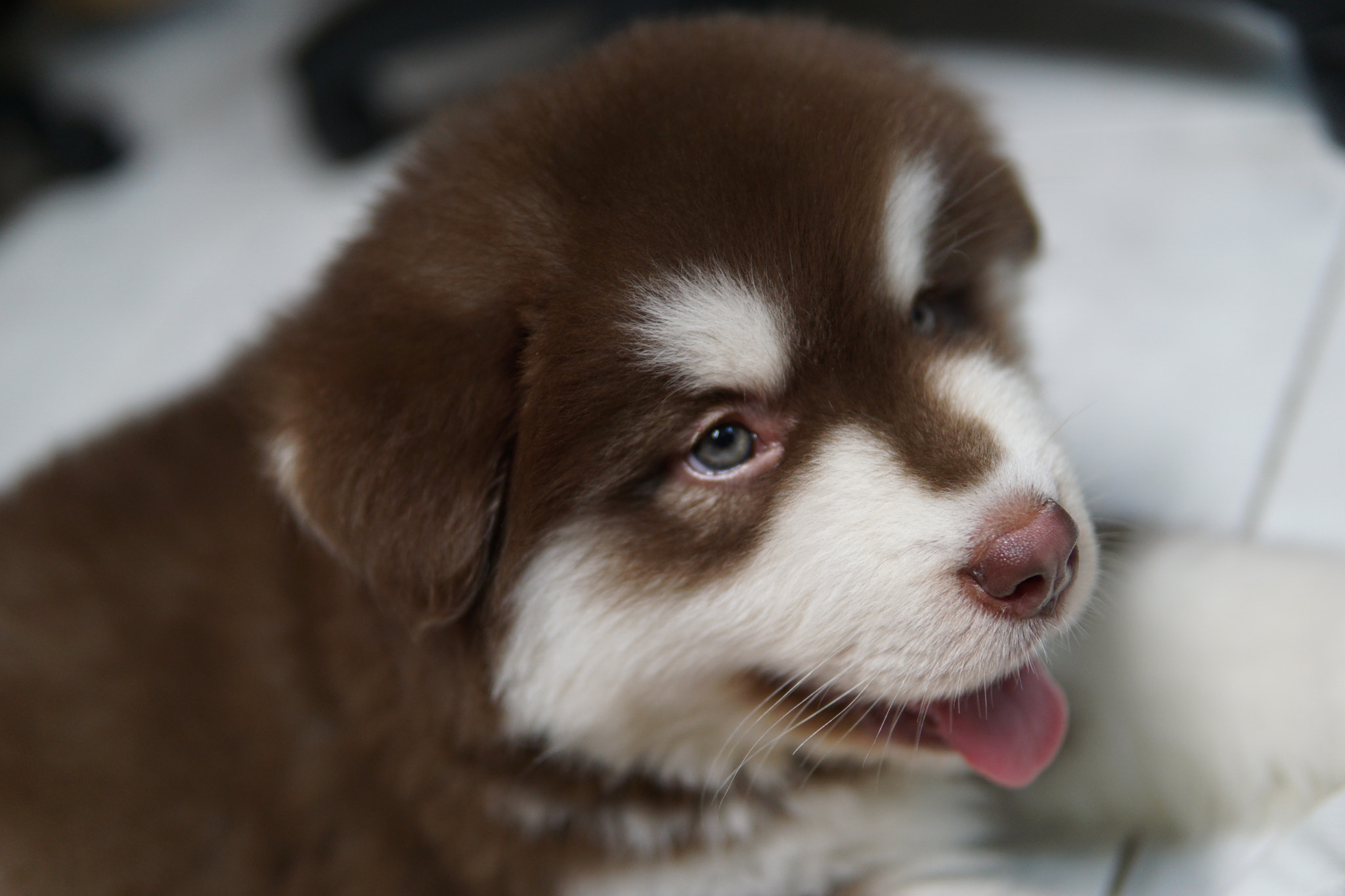 Sony a6000 + Sigma 30mm F1.4 DC DN | C sample photo. Alaskan malamute puppy photography