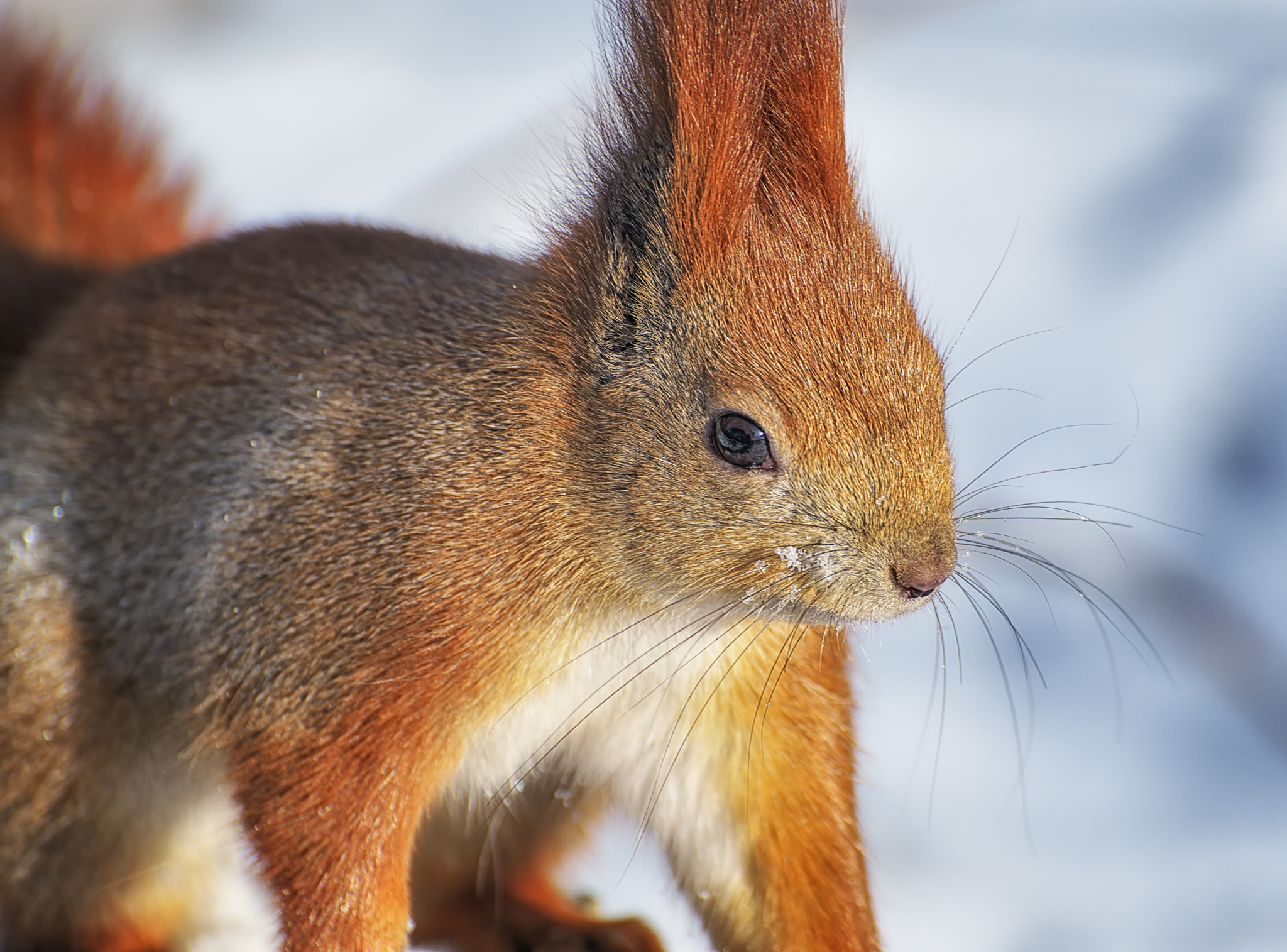 VR 70-300mm F/4.5-5.6 G sample photo. Squirrel close up photography