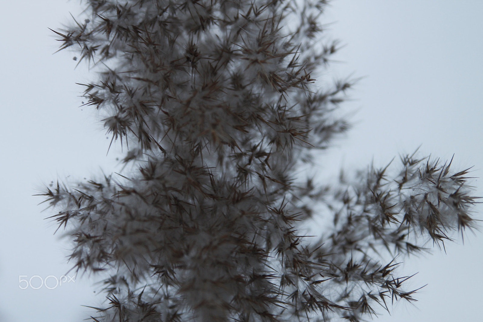 Canon EF 28-105mm f/3.5-4.5 USM sample photo. Soaring photography