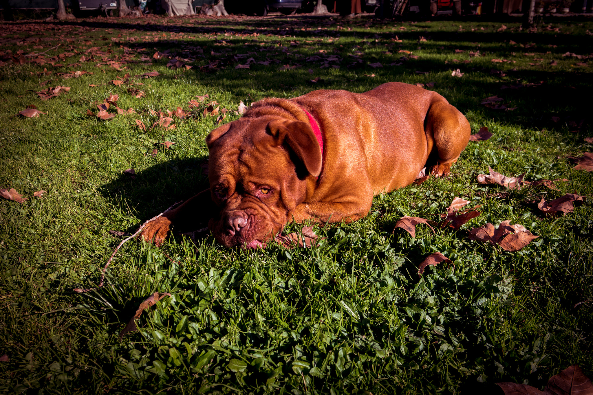 Samsung NX 20-50mm F3.5-5.6 ED sample photo