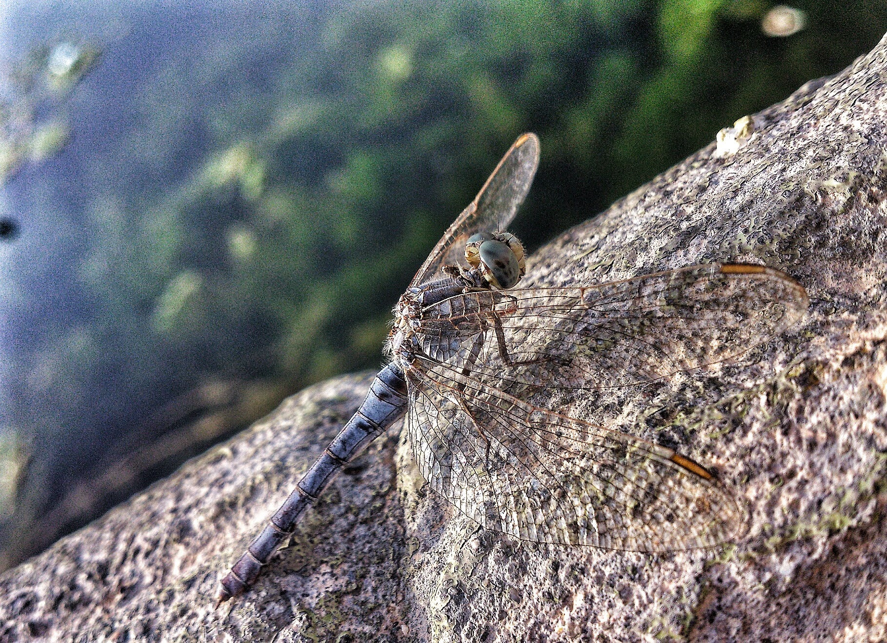 Sony Ericsson Xperia S sample photo. Take off or landing?  photography