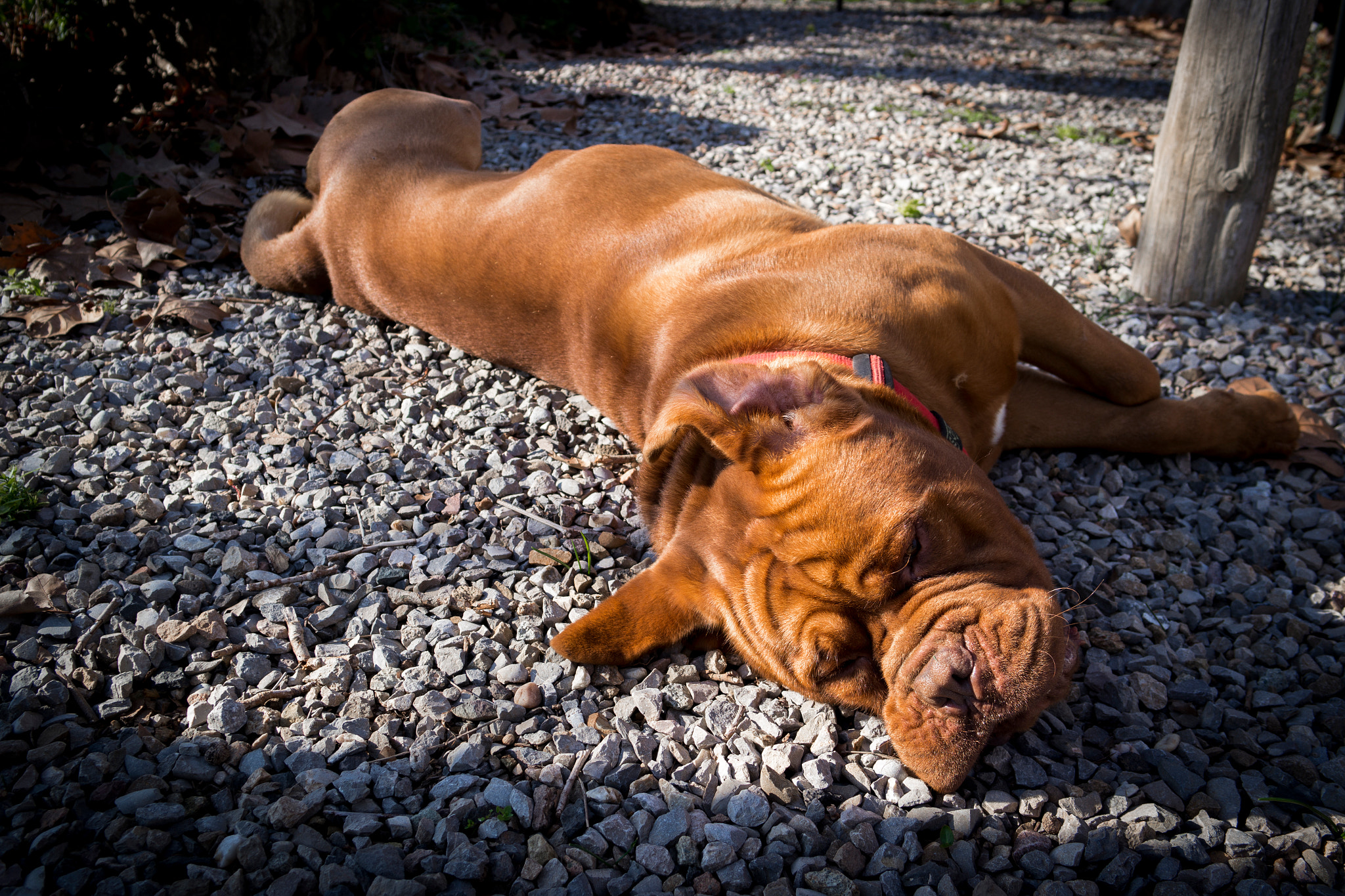 Samsung NX 20-50mm F3.5-5.6 ED sample photo