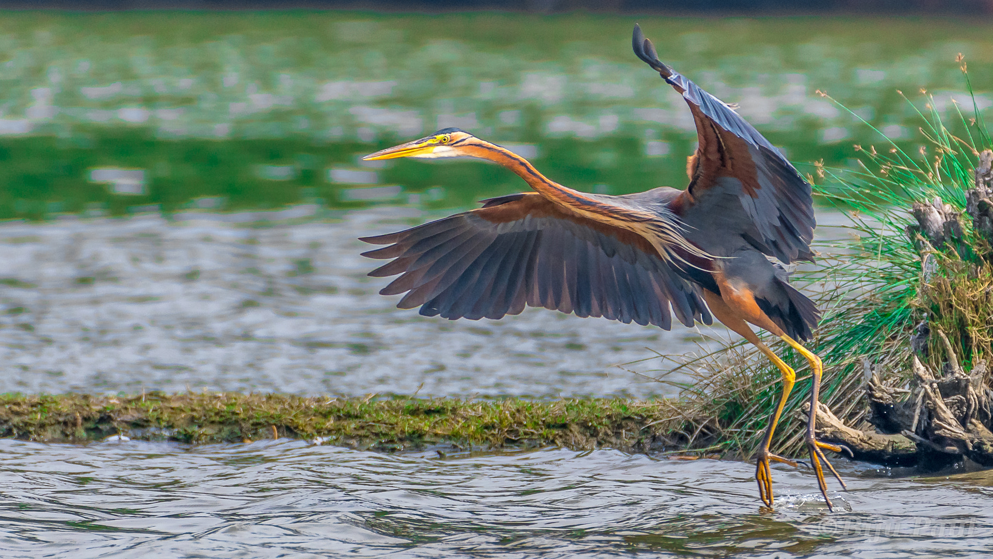 Nikon AF-S Nikkor 200-500mm F5.6E ED VR sample photo. Purple heron photography