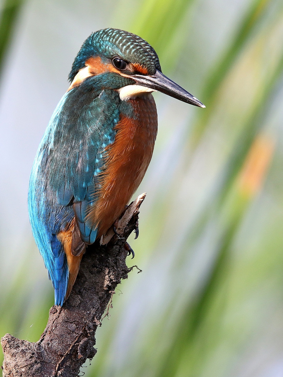 Canon EOS 7D Mark II sample photo. Kingfisher photography