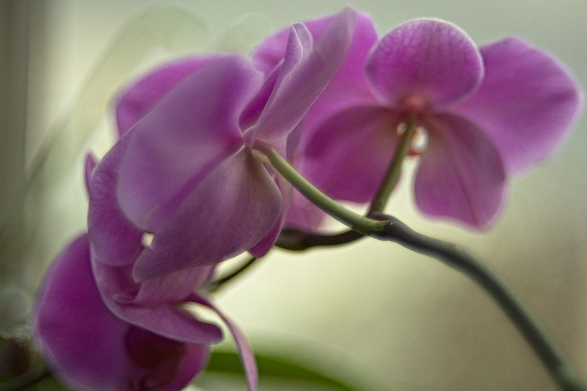 Manual Lens No CPU sample photo. Orchid photography