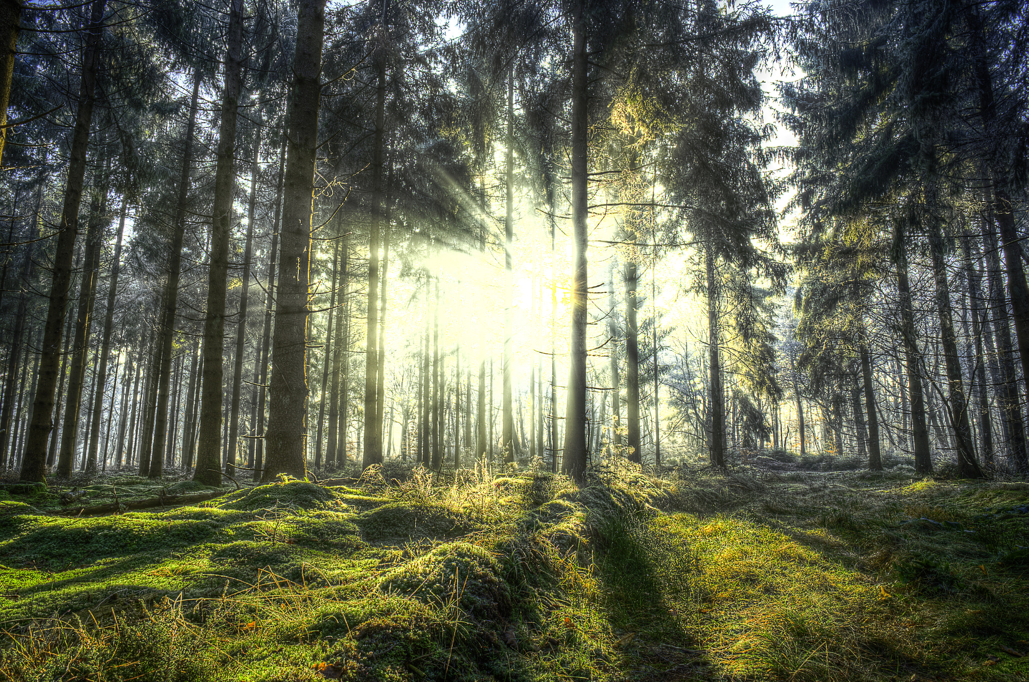Fujifilm XF 14mm F2.8 R sample photo. Into the forest photography