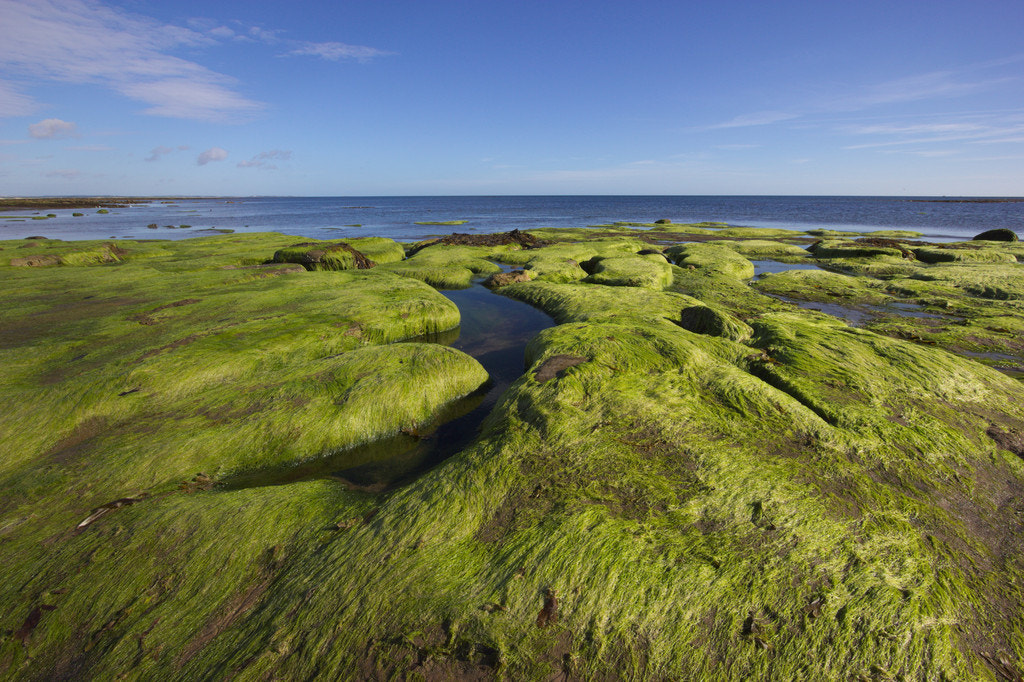 Canon EOS 550D (EOS Rebel T2i / EOS Kiss X4) sample photo. Mossy rocks by the sea photography