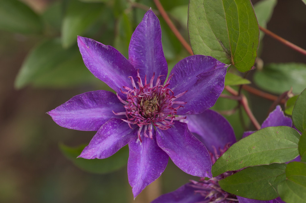 Canon EOS 550D (EOS Rebel T2i / EOS Kiss X4) sample photo. Purple flower photography
