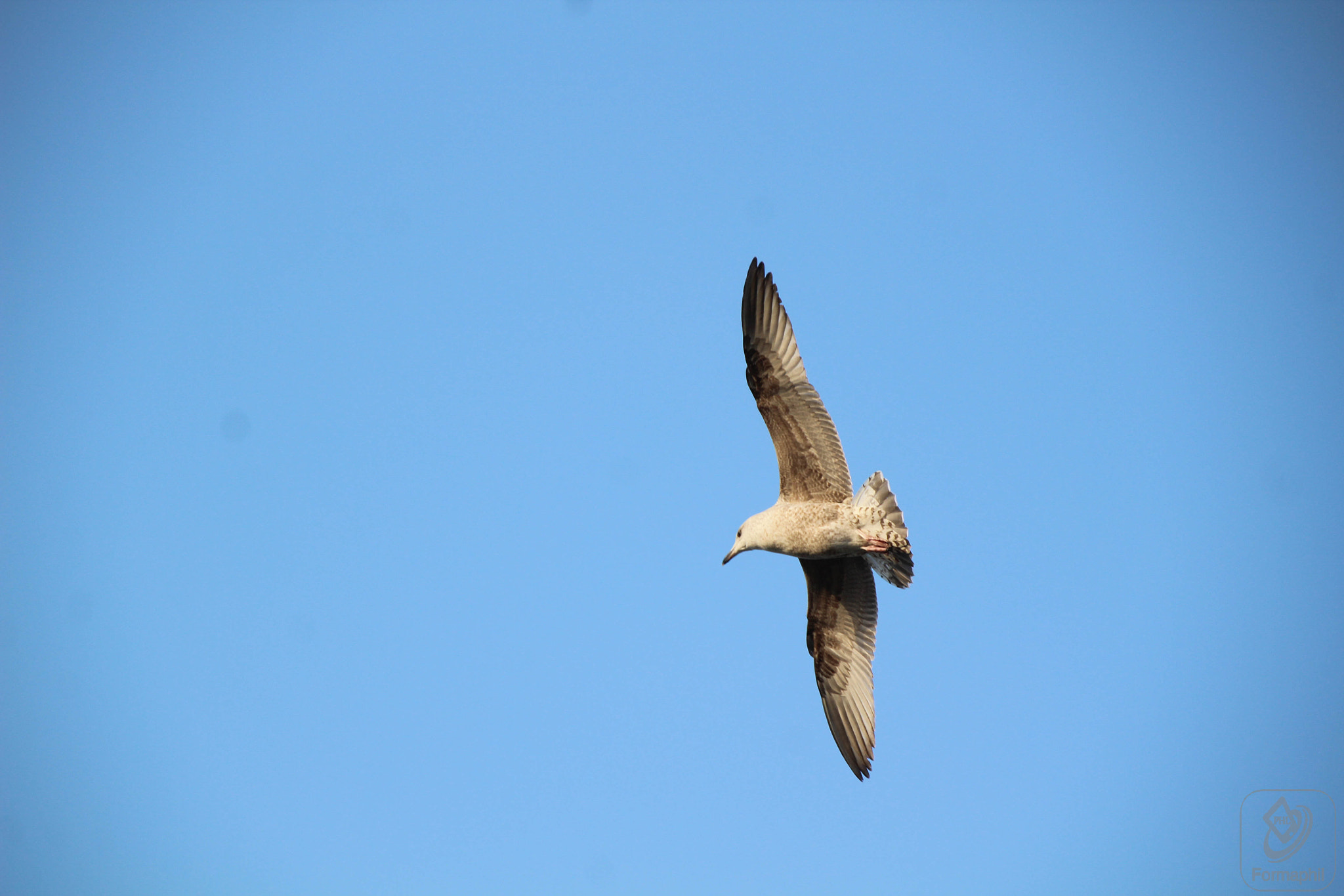 Canon EOS 1200D (EOS Rebel T5 / EOS Kiss X70 / EOS Hi) sample photo. Formaphil mer photography