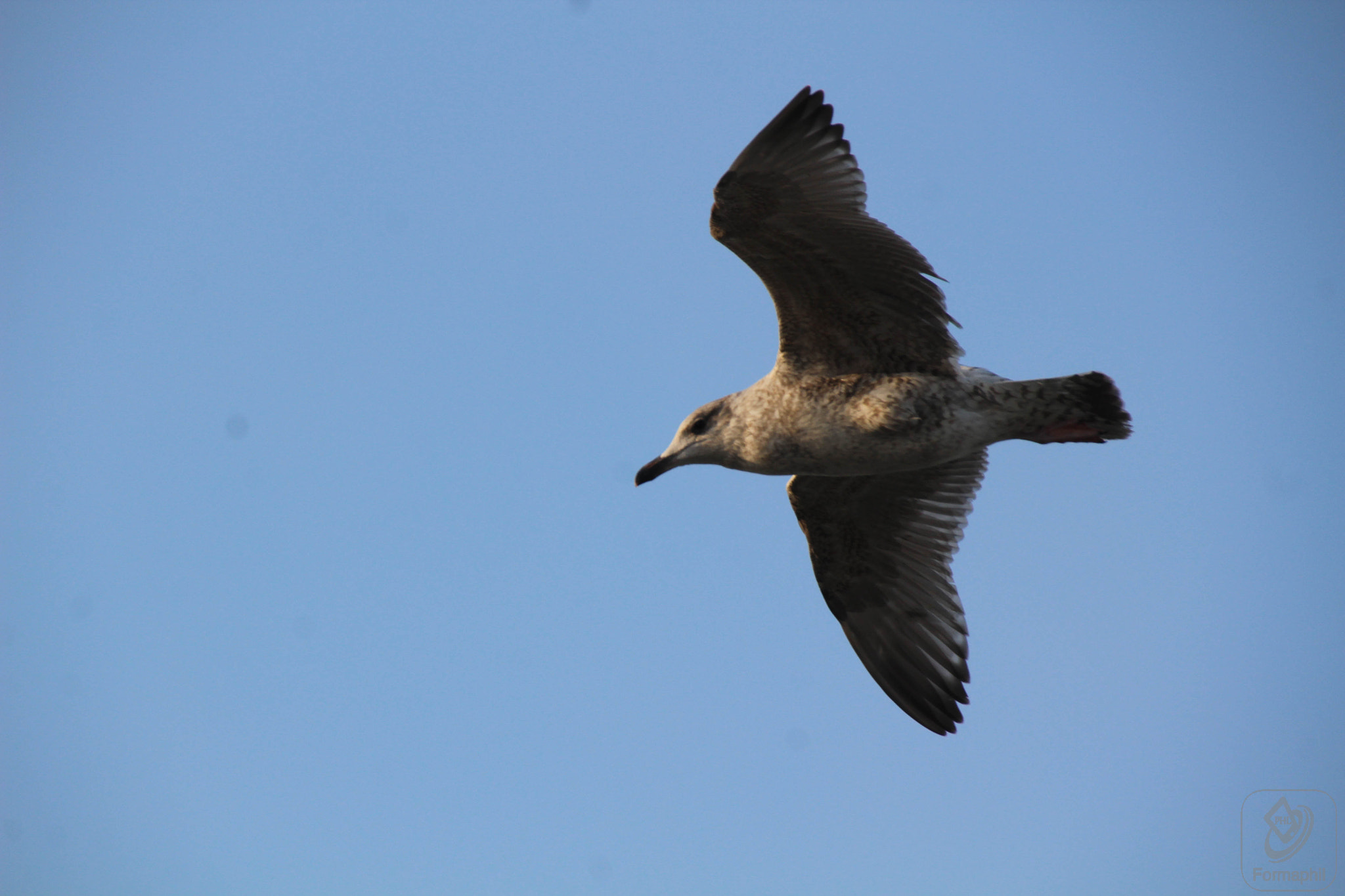 Canon EOS 1200D (EOS Rebel T5 / EOS Kiss X70 / EOS Hi) sample photo. Formaphil mer photography