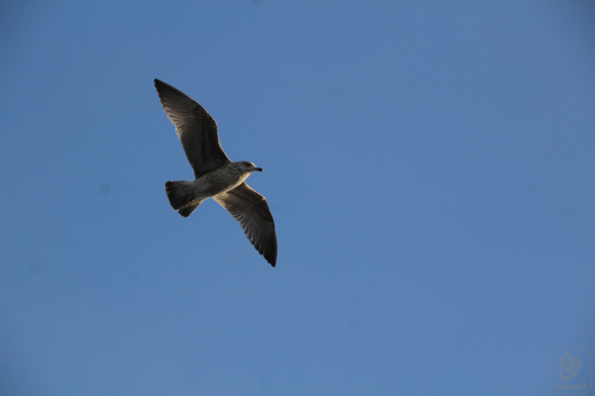 Canon EOS 1200D (EOS Rebel T5 / EOS Kiss X70 / EOS Hi) sample photo. Formaphil mer photography