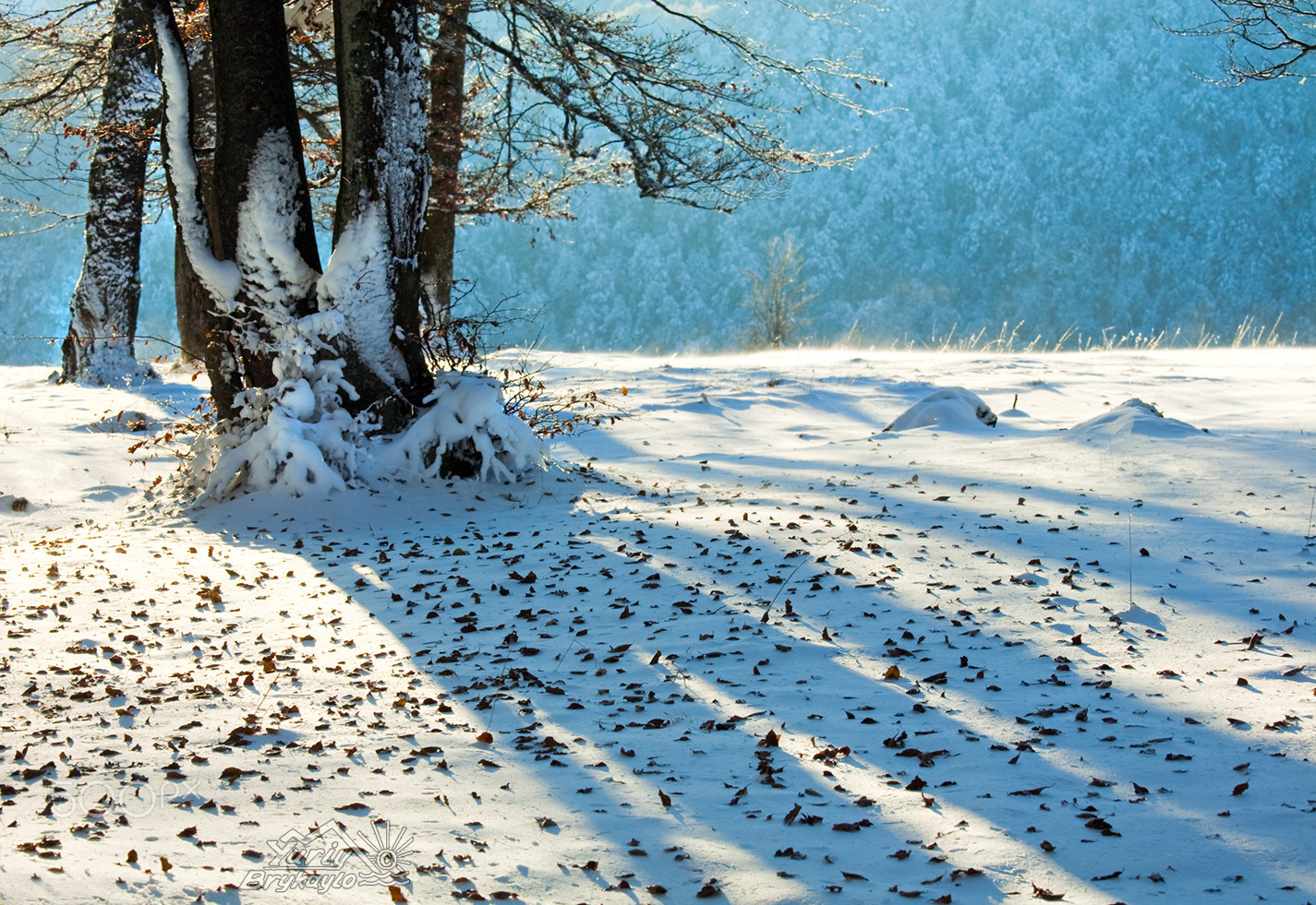 Canon EOS 5D + Canon EF 70-200mm F4L IS USM sample photo. First winter snow and last autumn leafs in forest photography