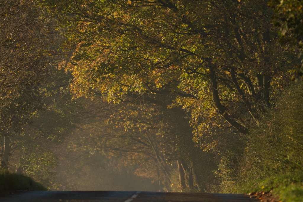 Canon EOS 7D + Canon EF 300mm F4L IS USM sample photo. Autumn road photography