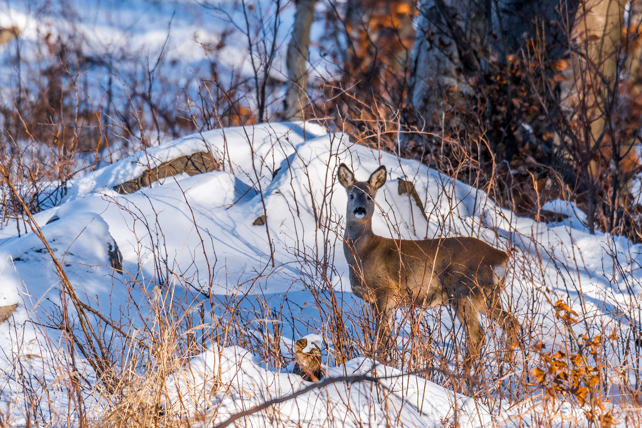 Nikon D750 + Sigma 50mm F2.8 EX DG Macro sample photo. Female white-tailed deer (odocoileus virginianus) photography