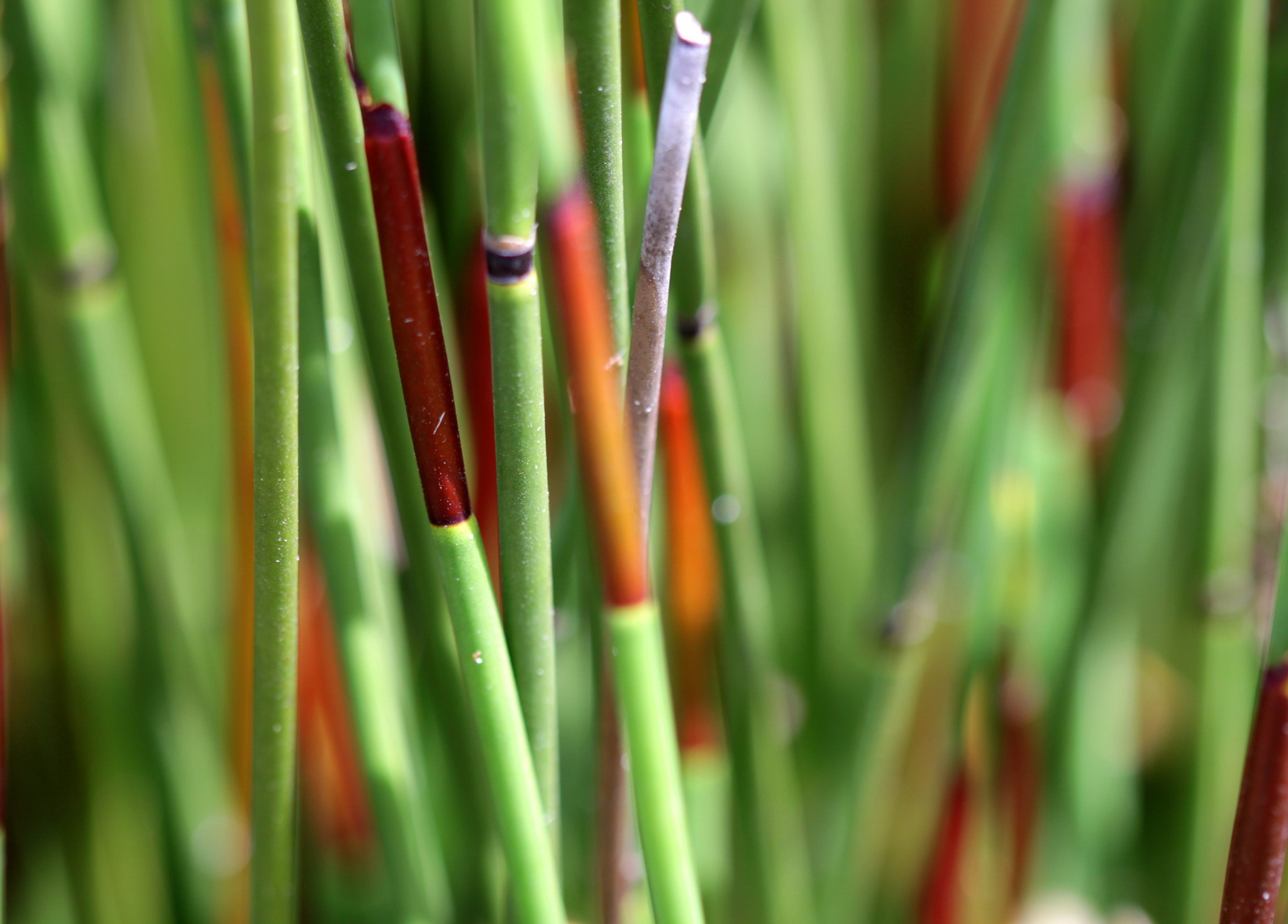 Canon EF 100mm F2.8 Macro USM sample photo. Img photography