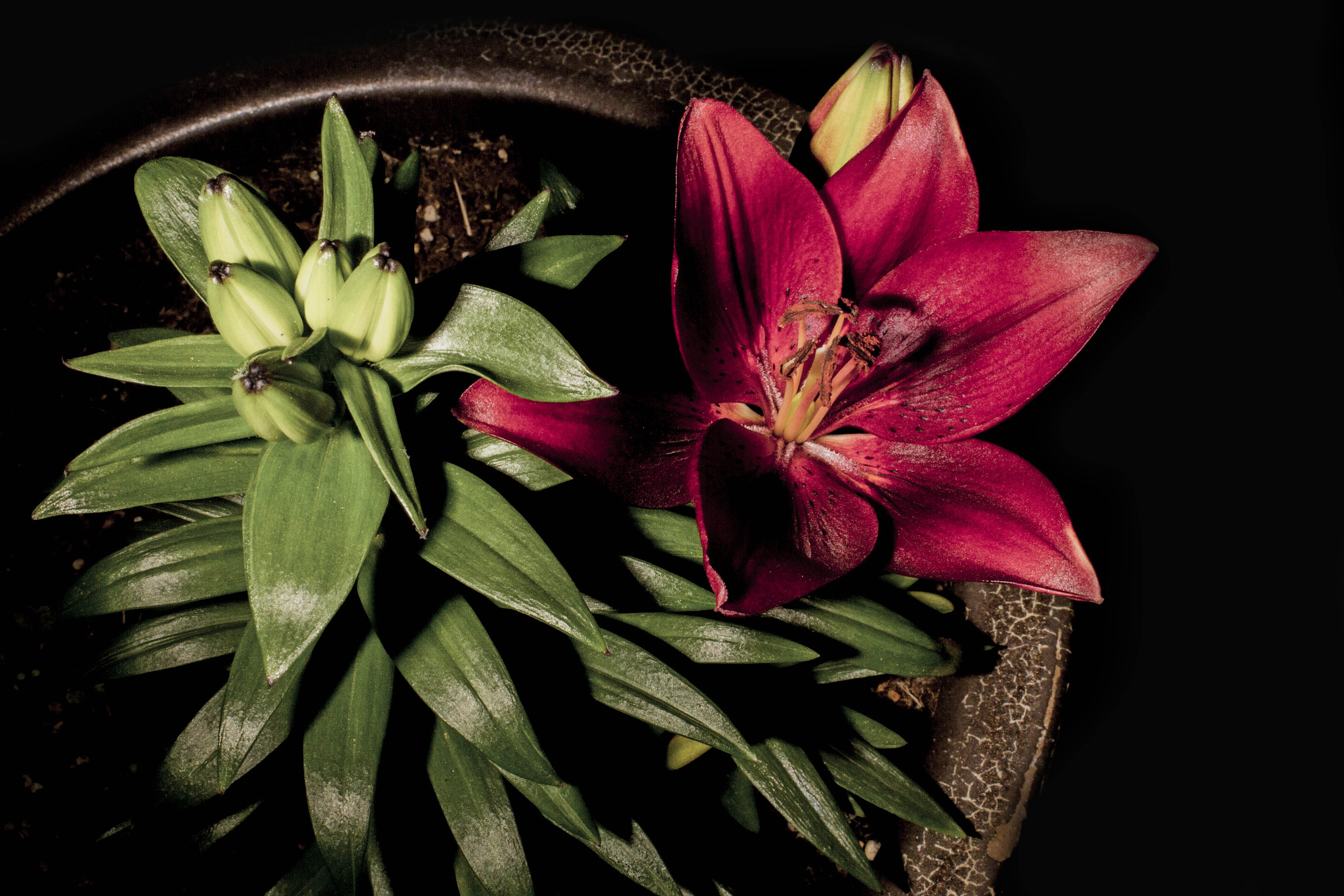 Canon EOS 60D + Canon EF 35mm F1.4L USM sample photo. Asiatic lilies photography