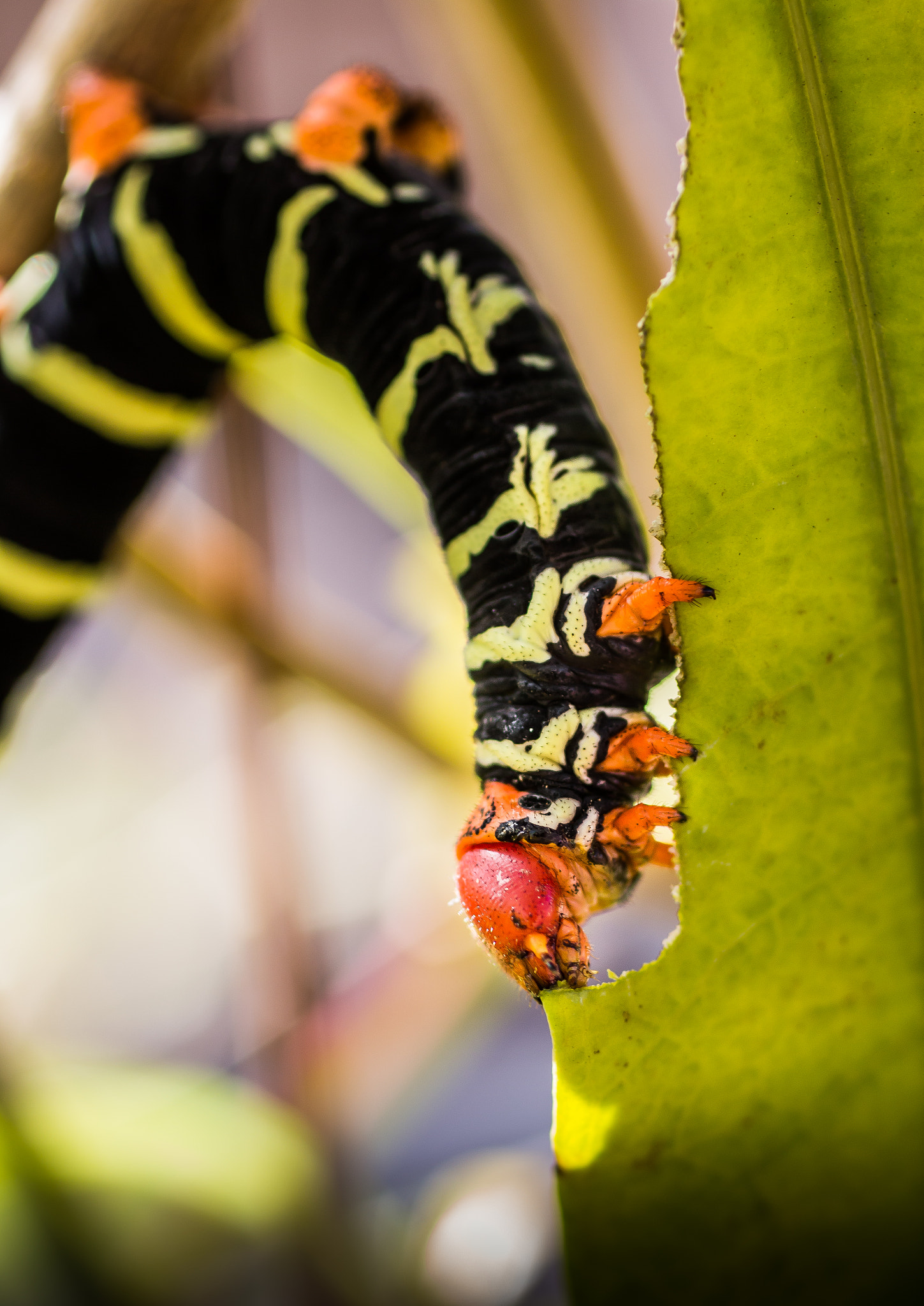 Canon EOS 70D + Canon EF 50mm F2.5 Macro sample photo. Pseudosphinx tetrio photography