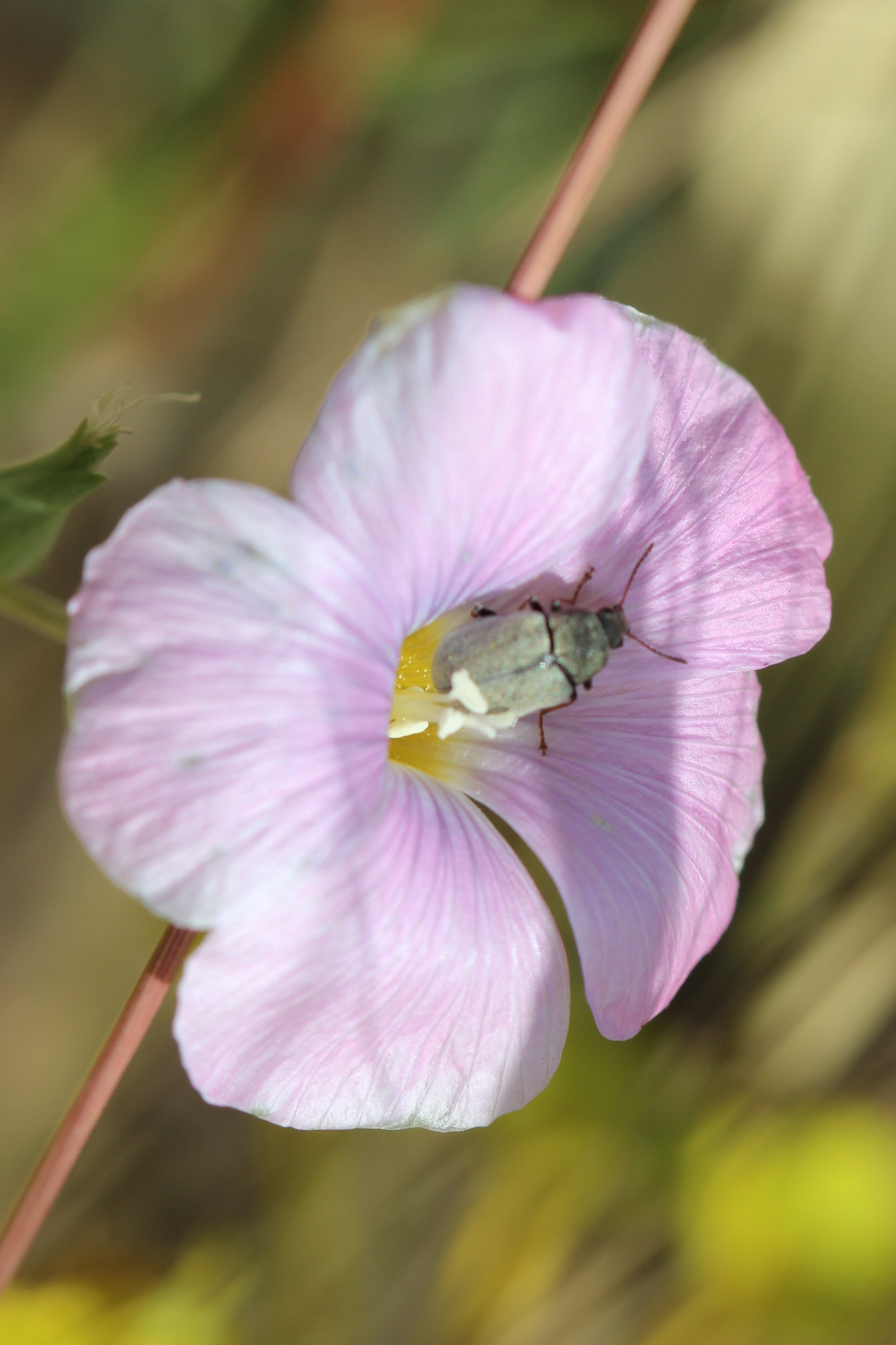 Canon EF 100mm F2.8 Macro USM sample photo. Let me tell you this: if you meet a loner, no matt ... photography
