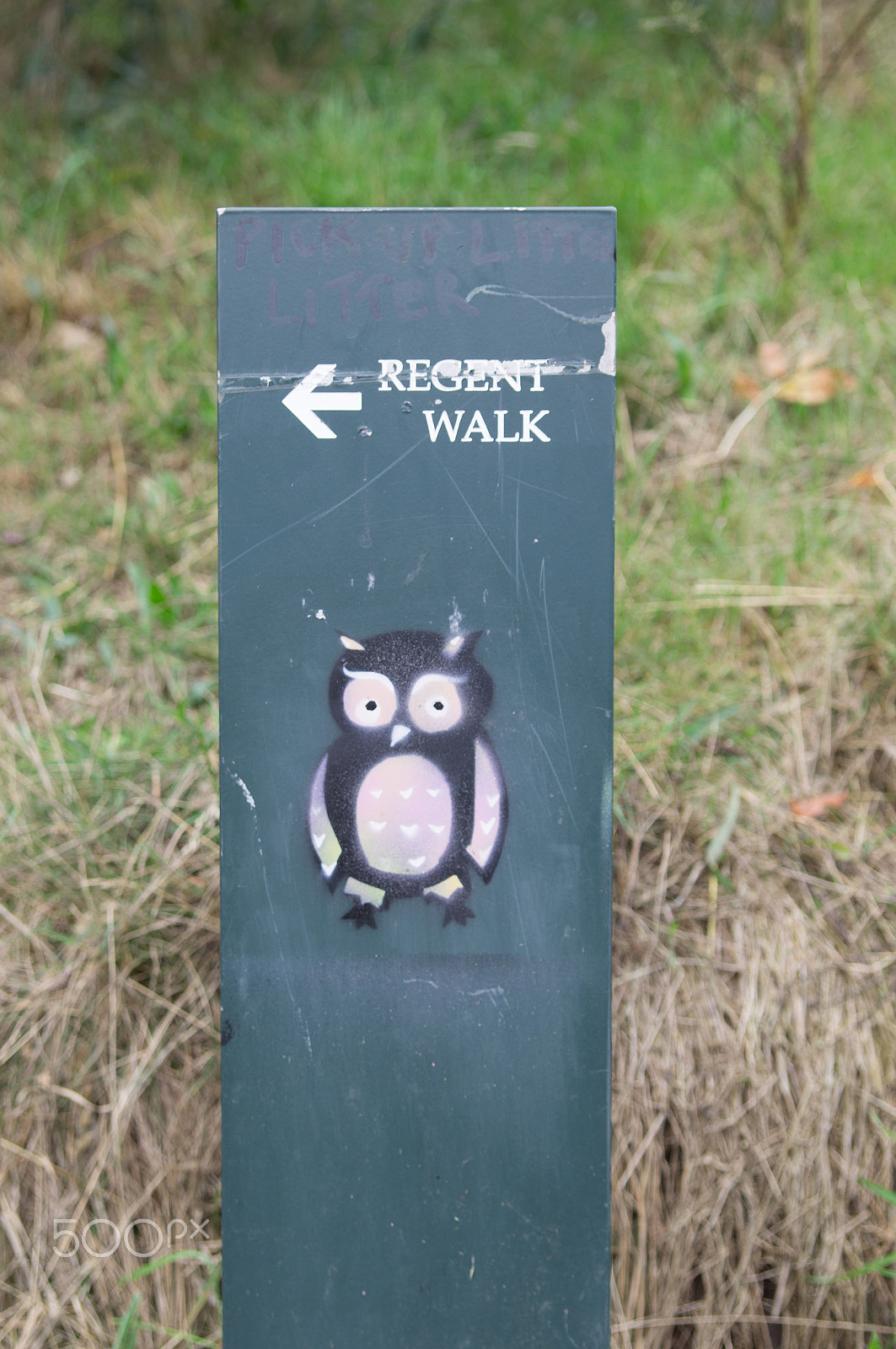 Sony Alpha DSLR-A580 + Tamron SP 24-70mm F2.8 Di VC USD sample photo. Wise regent owl edinburgh photography