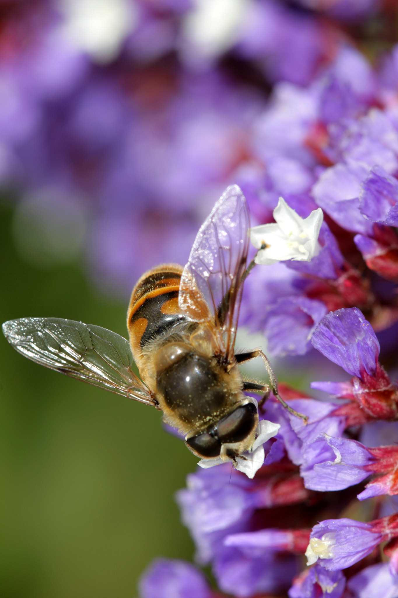 Canon EF 100mm F2.8 Macro USM sample photo. Img photography
