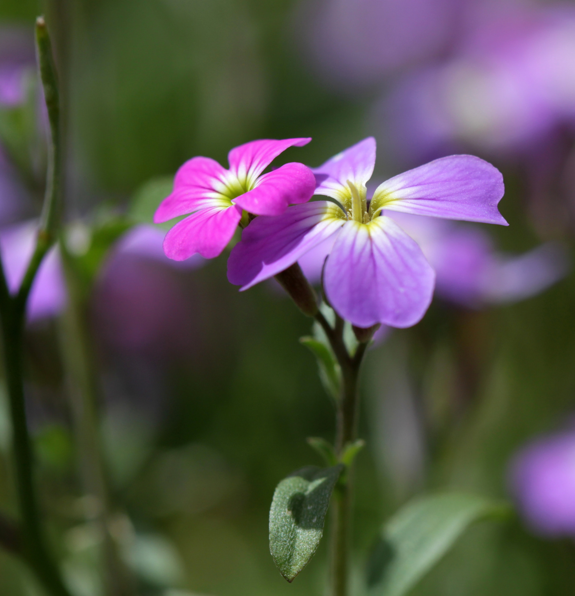Canon EF 100mm F2.8 Macro USM sample photo. Img photography