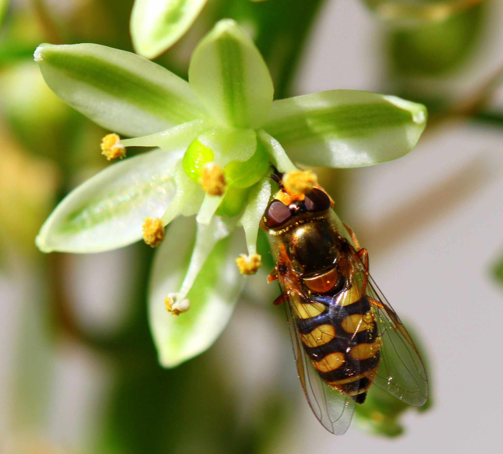 Canon EF 100mm F2.8 Macro USM sample photo. Img photography