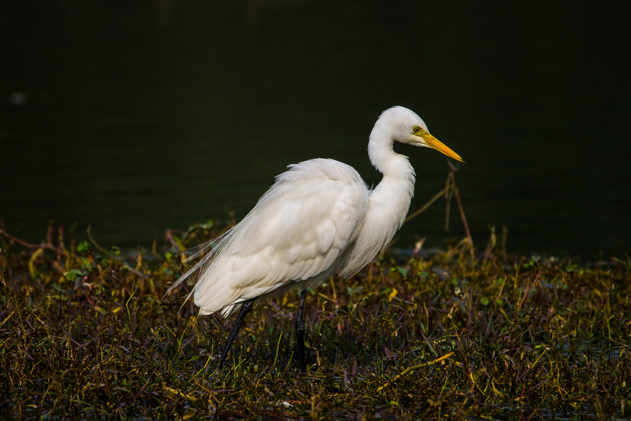 150-600mm F5-6.3 DG OS HSM | Contemporary 015 sample photo. The great egret photography