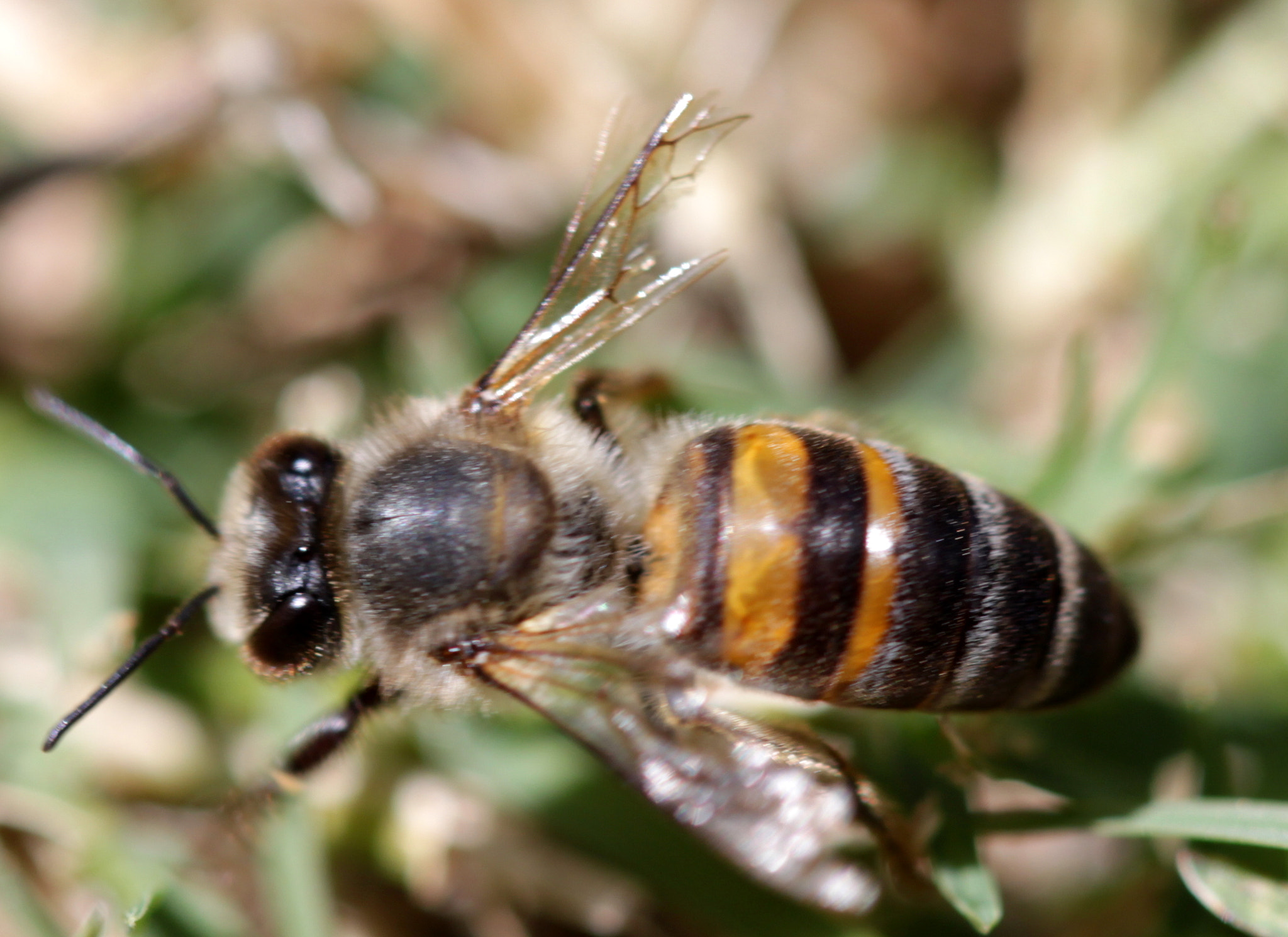 Canon EF 100mm F2.8 Macro USM sample photo. Img photography
