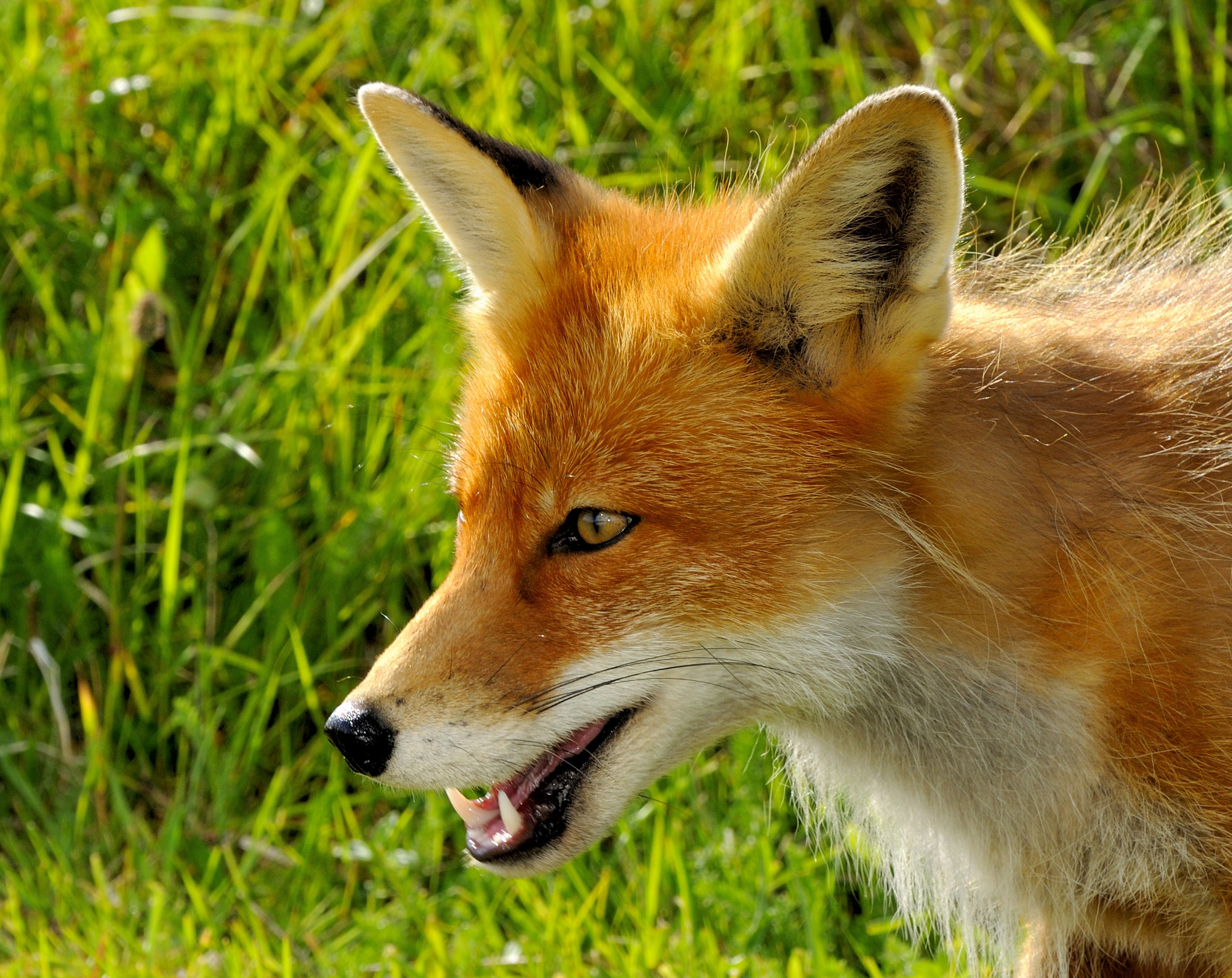 Nikon D5000 sample photo. Fox portrait photography