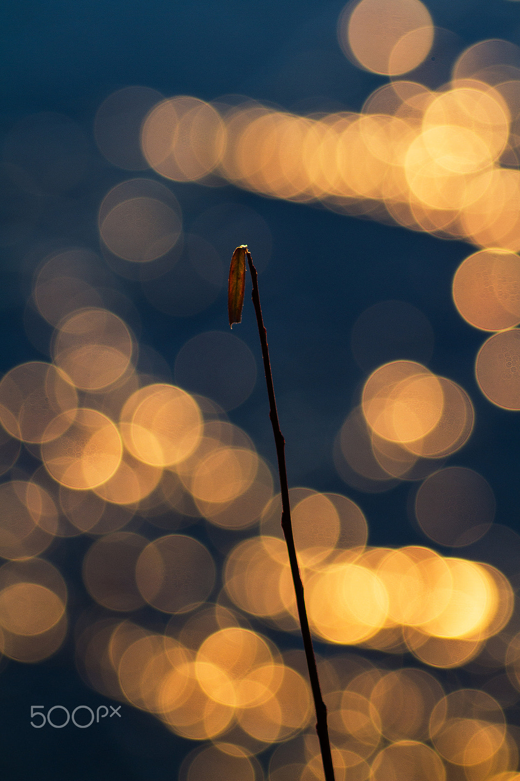 Canon EF 35-80mm f/4-5.6 sample photo. ...jupiter... photography