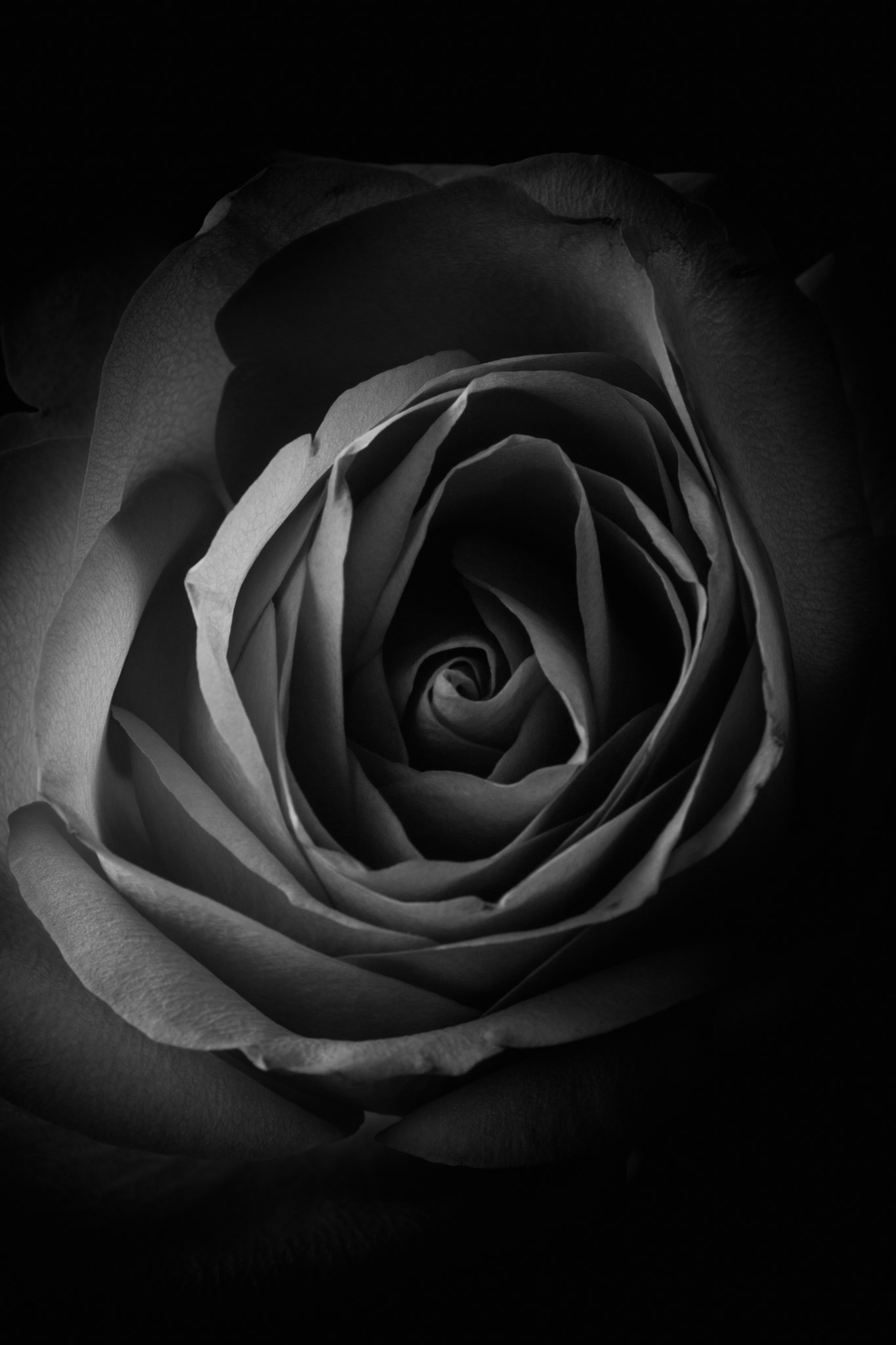 Canon EF 28-90mm f/4-5.6 sample photo. Moonlight rose photography