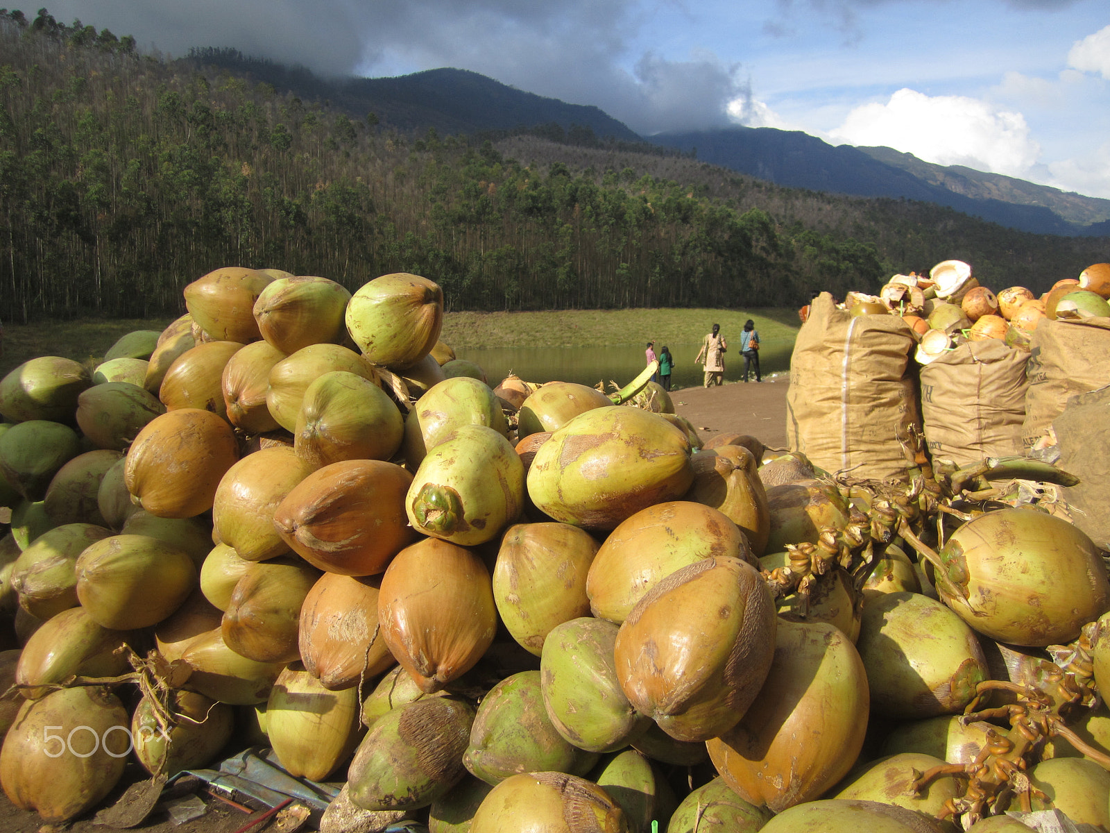 Canon PowerShot SD1400 IS (IXUS 130 / IXY 400F) sample photo. Coconut bonanza photography