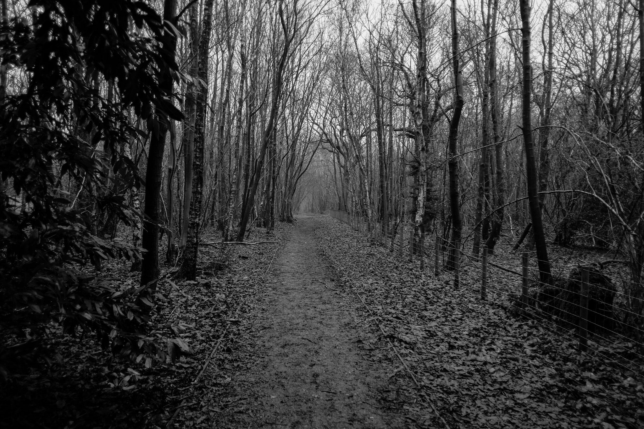 Fujifilm X-T2 + Fujifilm XF 18mm F2 R sample photo. Forest & beyond photography