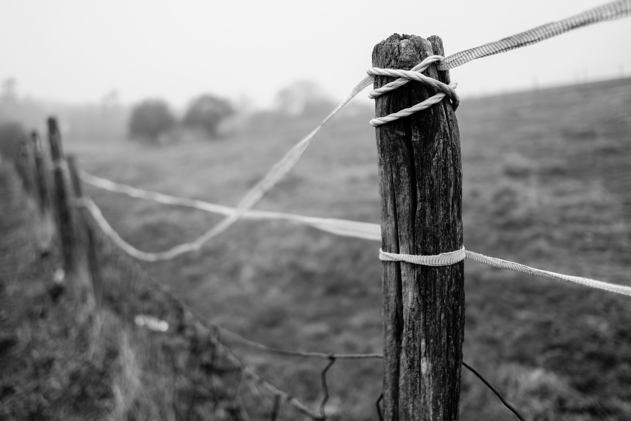 Fujifilm X-T2 + Fujifilm XF 18mm F2 R sample photo. Forest & beyond photography