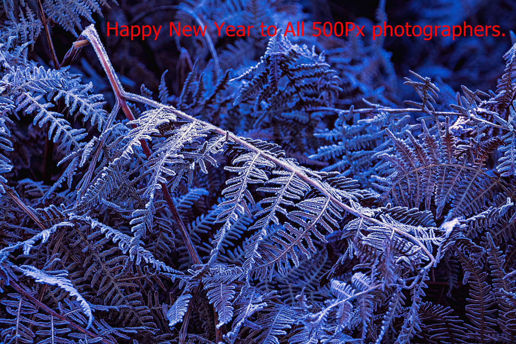 Canon EOS 500D (EOS Rebel T1i / EOS Kiss X3) sample photo. Happy new year! photography
