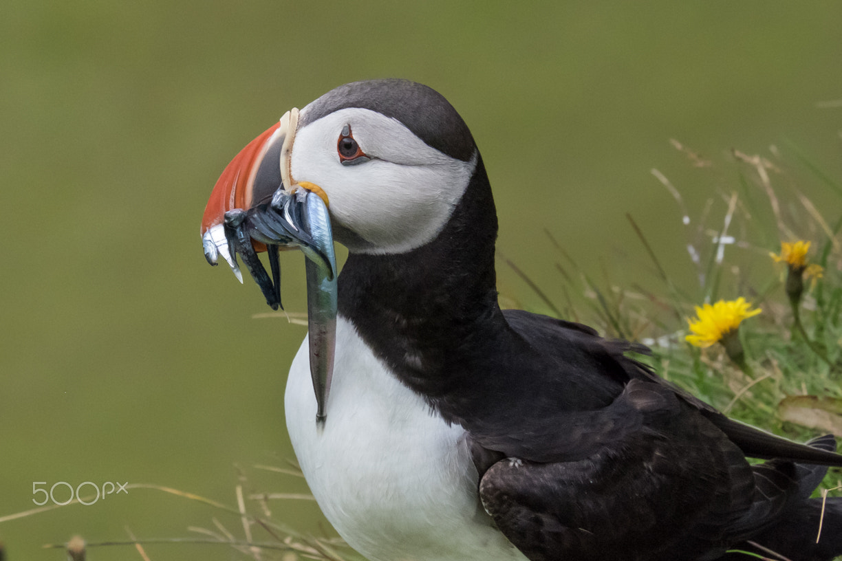 Fujifilm X-T1 + Fujifilm XC 50-230mm F4.5-6.7 OIS sample photo. Puffin feeding photography