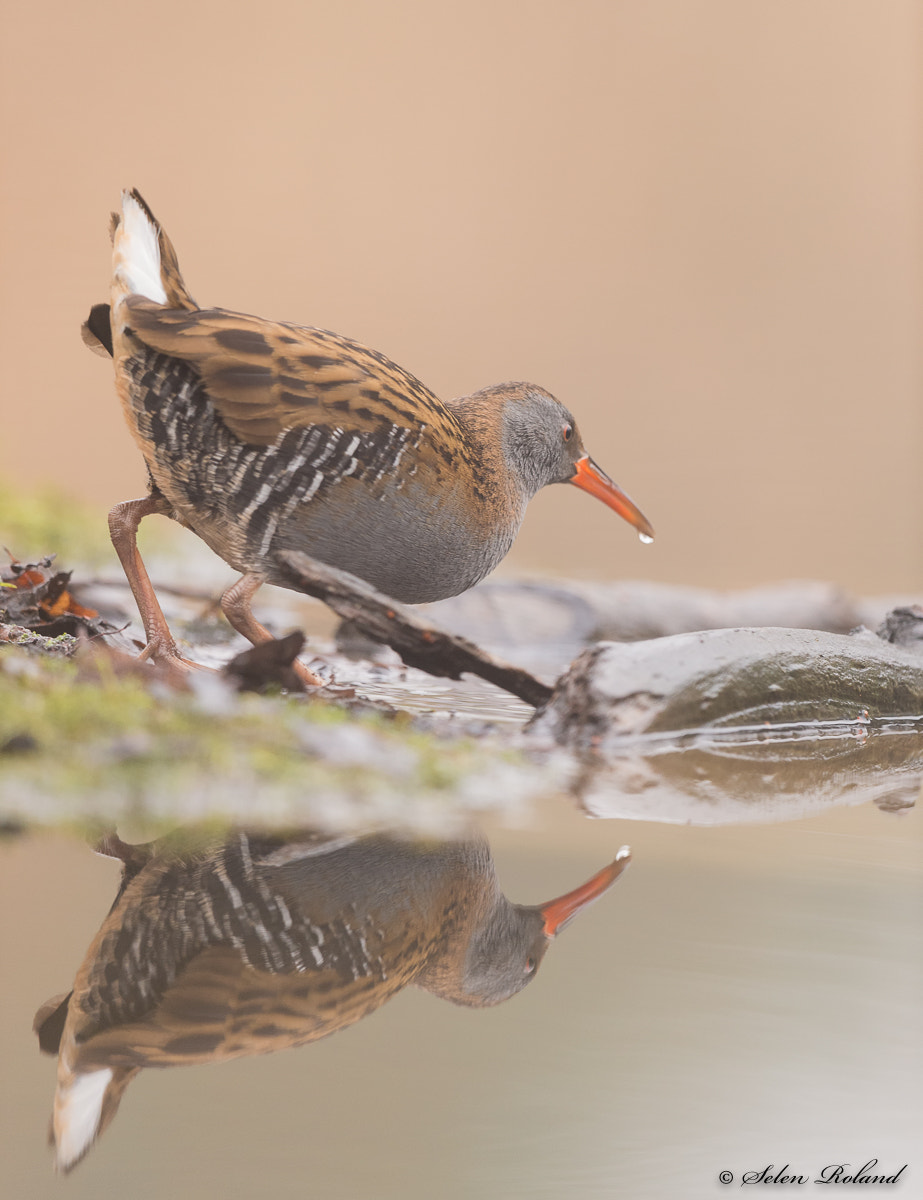 Nikon AF-S Nikkor 500mm F4G ED VR sample photo. Waterral - water rail photography