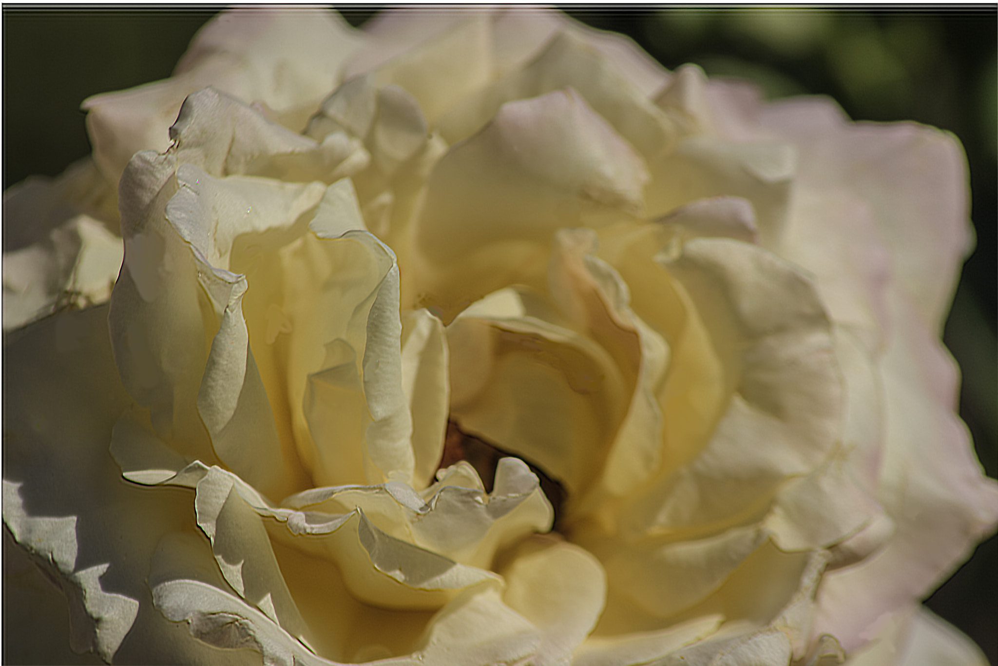Canon EOS 600D (Rebel EOS T3i / EOS Kiss X5) + Tamron AF 70-300mm F4-5.6 Di LD Macro sample photo. White rose photography