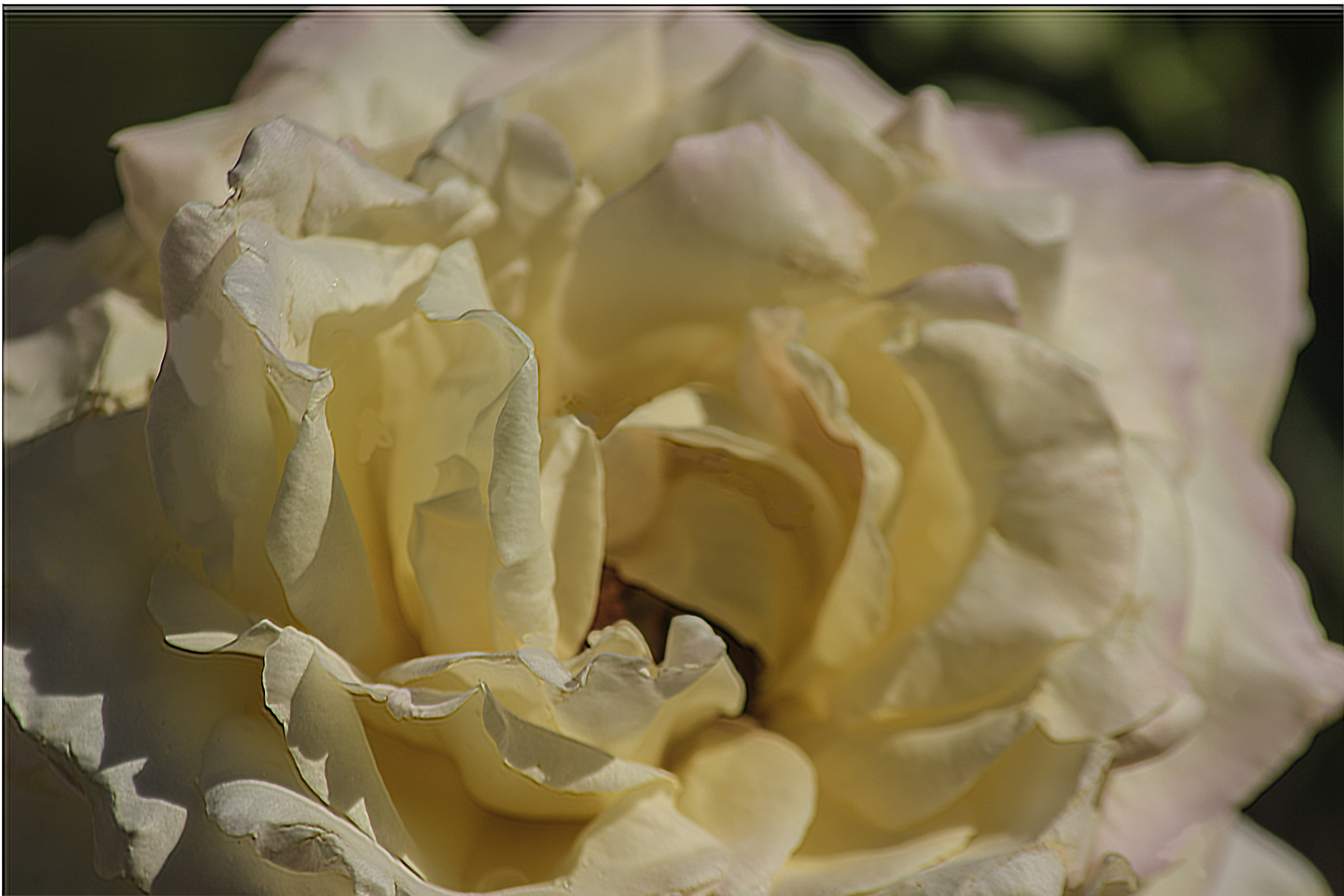 Canon EOS 600D (Rebel EOS T3i / EOS Kiss X5) sample photo. White rose photography