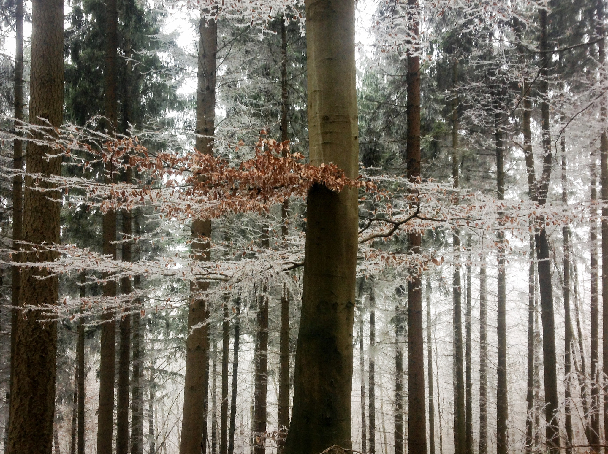 Apple iPad sample photo. Scene in winter wonderland photography