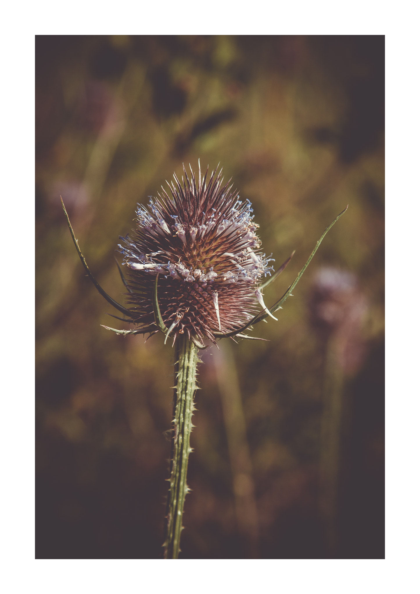 Canon EOS-1D Mark IV sample photo. Soft hard flower photography