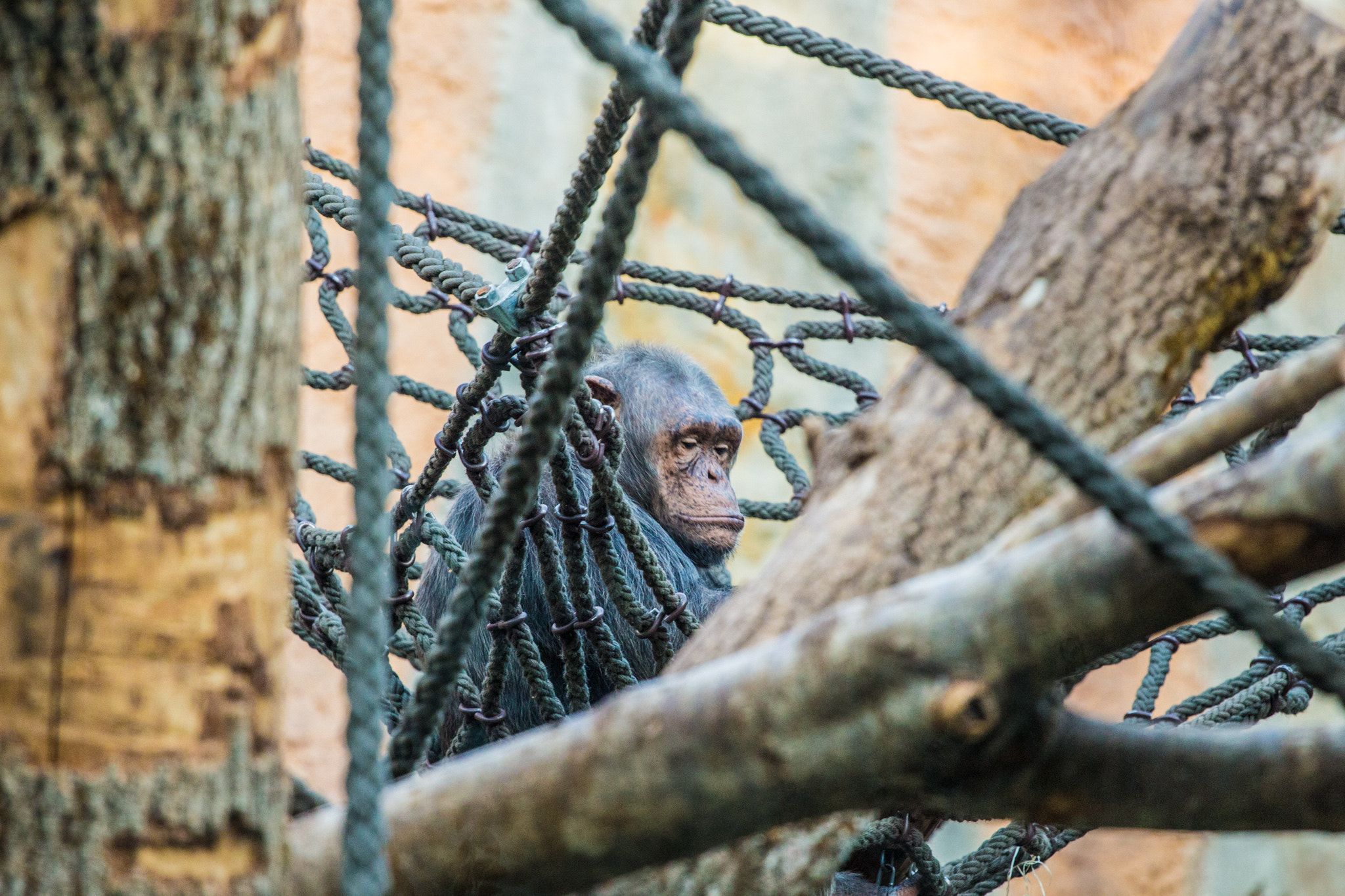 Canon EOS 100D (EOS Rebel SL1 / EOS Kiss X7) + Canon EF 70-200mm F4L USM sample photo. Monkey business photography