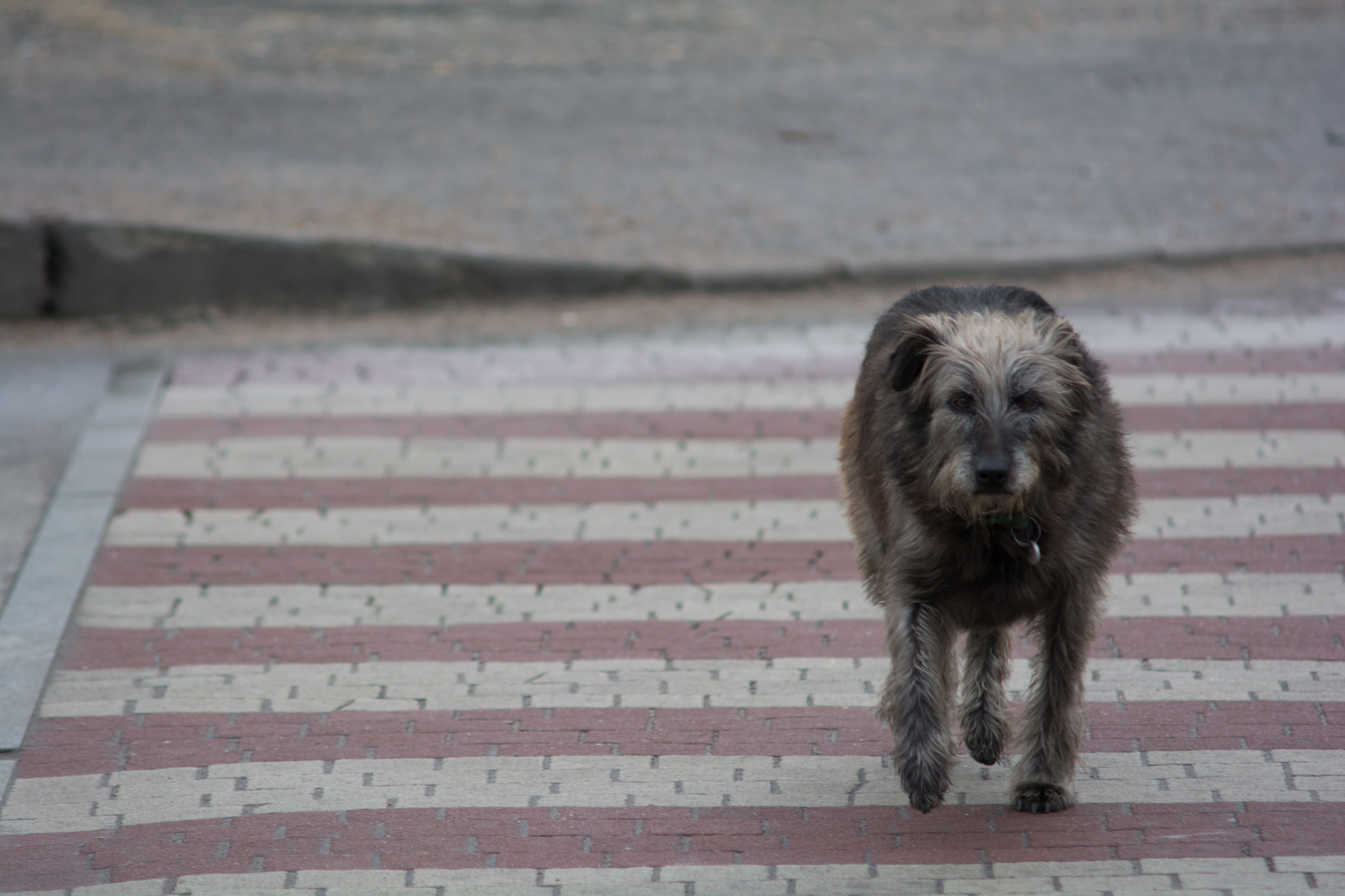 Nikon D7100 + AF Zoom-Nikkor 70-210mm f/4 sample photo. Dog across the road photography