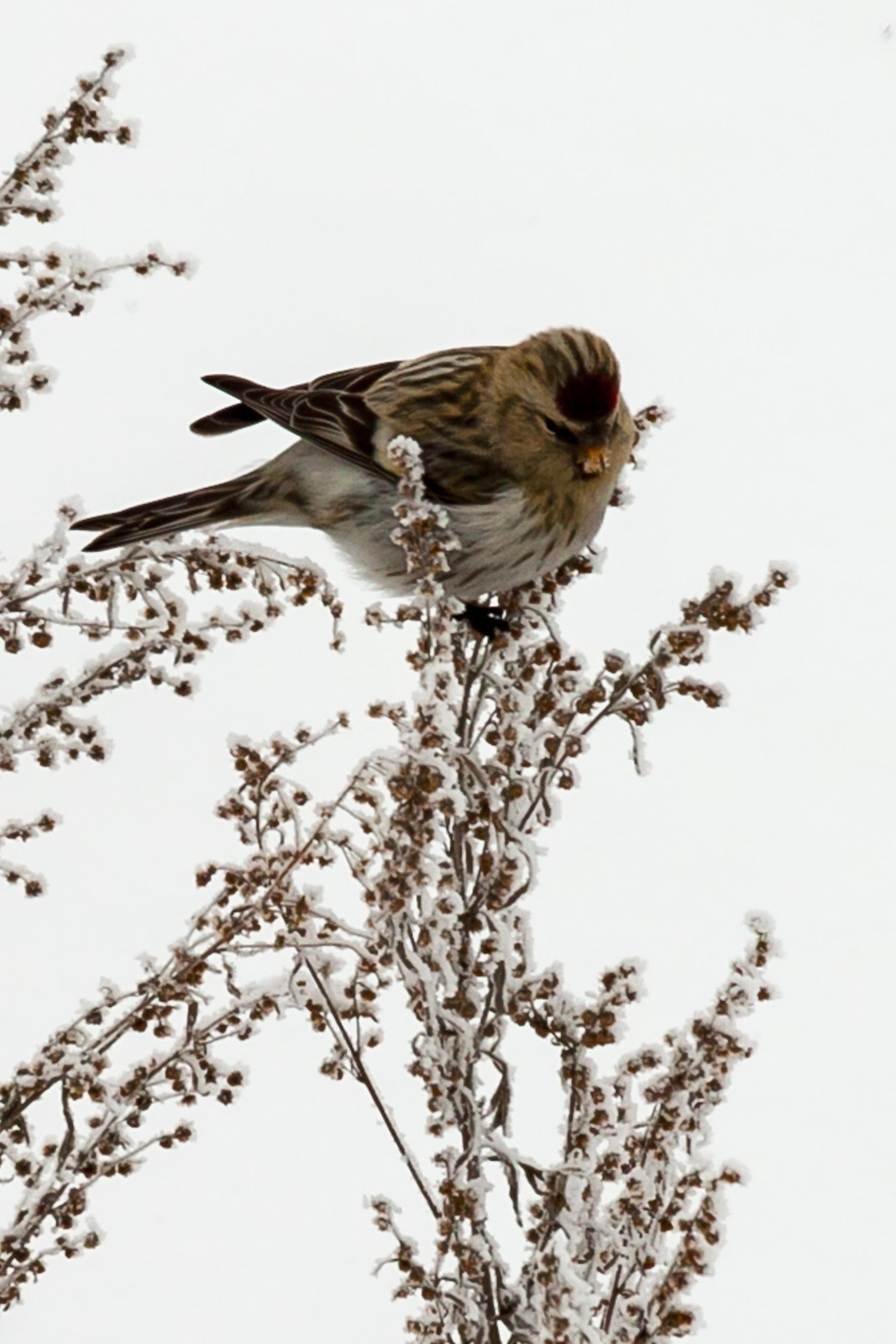Canon EF 100-400mm F4.5-5.6L IS USM sample photo. Female common redpoll photography