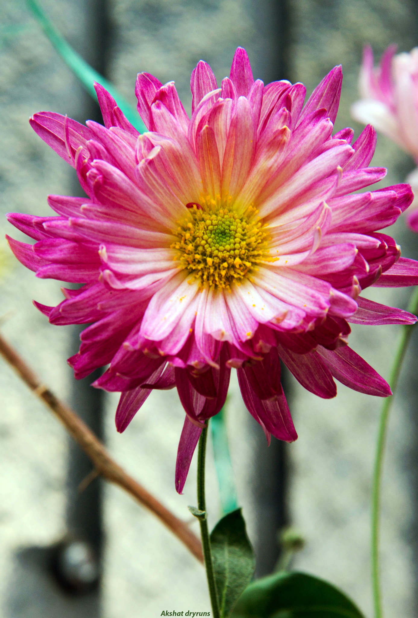 Canon EF-S 18-200mm F3.5-5.6 IS sample photo. New blossom photography