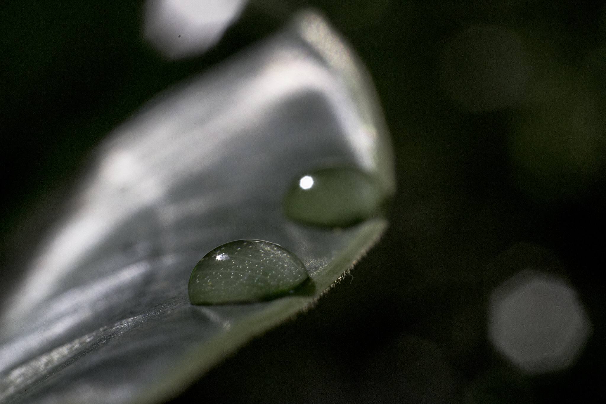 Canon EOS 100D (EOS Rebel SL1 / EOS Kiss X7) sample photo. Morning rain photography