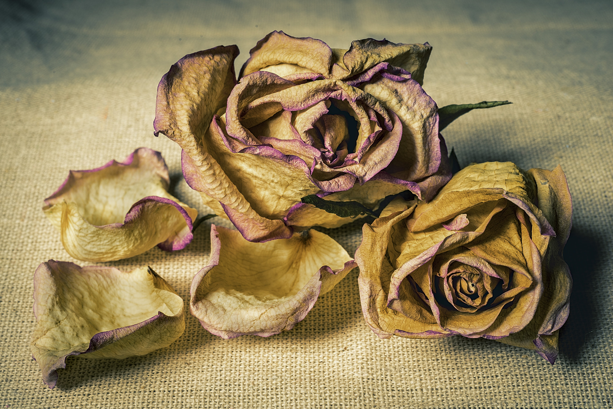 Sony a7R + Sony FE 50mm F1.8 sample photo. Dried flower photography